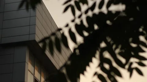 Leaves and sunset Stock Footage 55780277