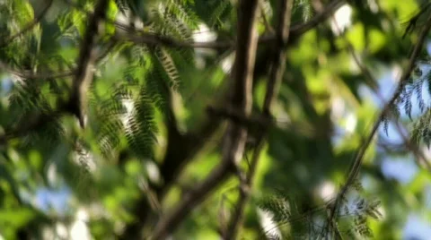 Leaves and tree Video stock 785962