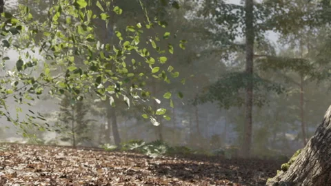 Leaves and tree trunk in a forest scene during daylight Stock Footage 345064435
