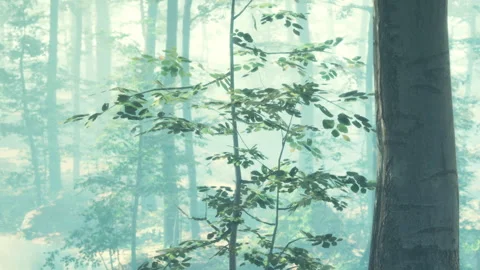 Leaves and tree trunk in misty forest setting during daytime hours Stock Footage 340998440