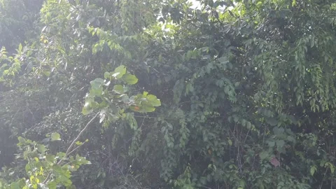 Leaves and trees on the banks of the river in West Kalimantan, Indonesia 스톡 동영상 337442908