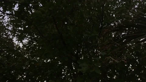 LEAVES AND TREES Stock Footage 150312201