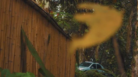 Leaves and trees Stock Footage 151038029