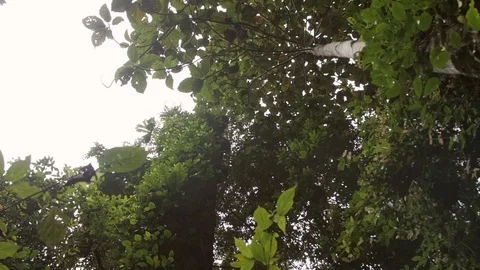 Leaves and trees rotating and downward pannign shot Stock Footage 93782019