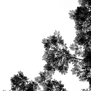 Leaves and trees for web background in monochrome. Stock Photos
