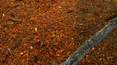 Leaves and twigs Stock-Footage 37018870