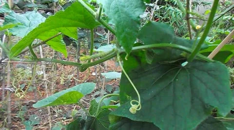 The leaves and vegetables of the pumpkin Stock Footage 50385578