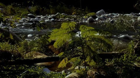 Leaves and Vegetation with River in Background Stock Footage 321320965