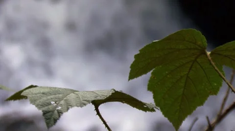 Leaves and water Stock Footage