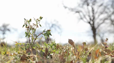 Leaves and Weeds Stock Footage 38545576