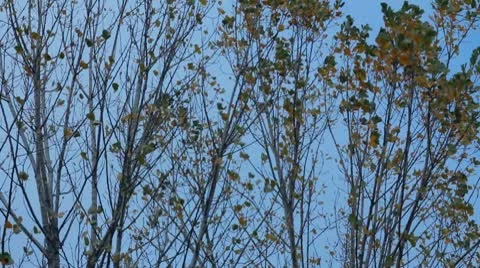 Leaves and wind Video stock 10728280