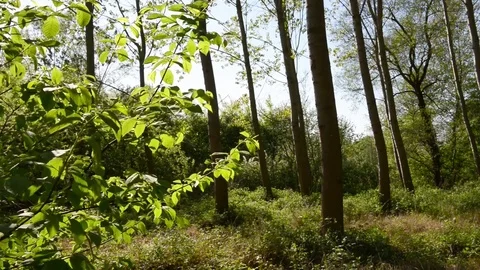 Leaves and wind Video stock 74210747