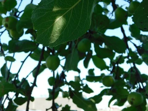 The leaves of the apple Stock Photos