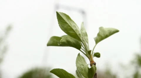 Leaves on apple tree branch swaying in the wind Video stock 50128664