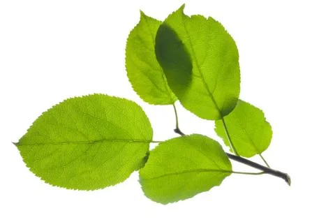 Leaves of apple tree Stock Photos