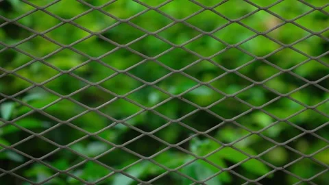 Leaves that are behind the net 10bit 4k 60fps85 Stock Footage 269696952