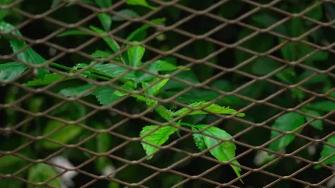Leaves that are behind the net 10bit 4k 60fps Video stock 269697316
