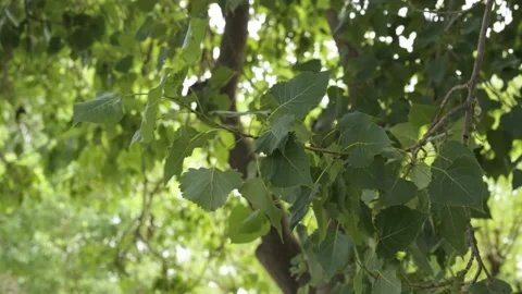 The leaves are blown by the wind empty mirror Stock Footage 202170056