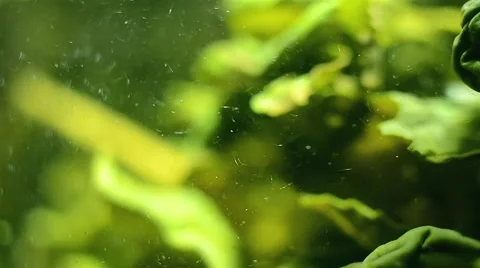 The leaves are brewed gree. Stock Footage 51505844
