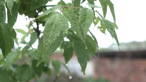 The leaves are covered with drops from the rain on a summer day. Close-up Stock Footage 129792900