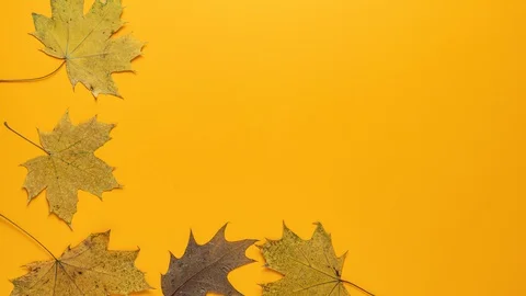 Leaves are creating border. Stop motion animation 動画素材 113041338