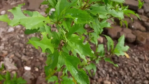 Leaves that are eaten by caterpillars Stock Footage 286332011