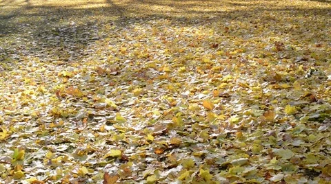 Leaves are falling down in the autumn. Stock Footage 49737599