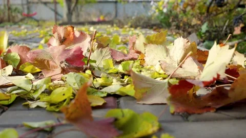 Leaves are falling. Stock Footage 221012460