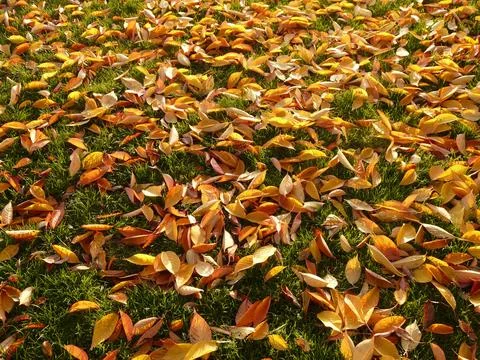 The leaves are falling Stock Photos