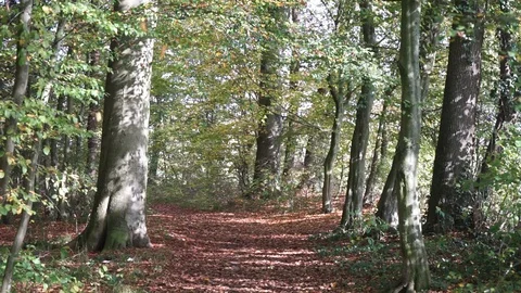 Leaves are falling from the trees in autumn forest Stock Footage 119386953
