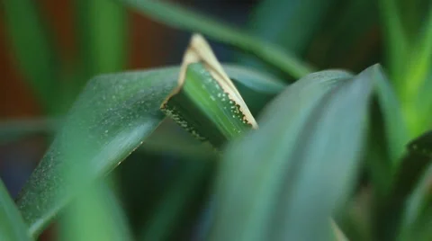 Leaves are green Stock Footage 6730770