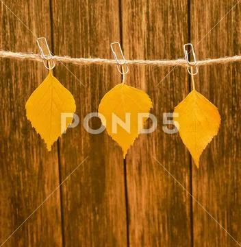 The leaves are hanging on a string Stock Photos