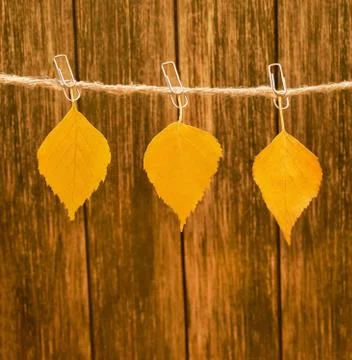 The leaves are hanging on a string Stock Photos