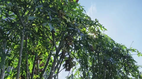 Leaves are highlighted by sun Stock Footage 276355365