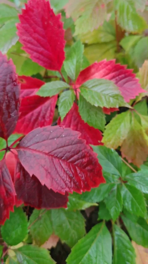 The leaves are large, multi-colored, and wet in autumn. Vídeo Stock 318615792