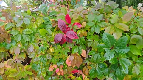 The leaves are large, multi-colored, and wet from the rain and wind in autumn. Stock-Footage 318615794