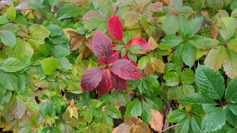 The leaves are multi-colored and wet Stock Footage 318615795