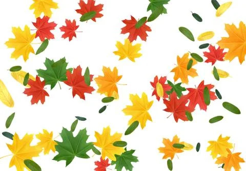 The leaves are multi-colored, maple leaf. Colorful Fall Foliage. Autumn leave Illustrazione stock