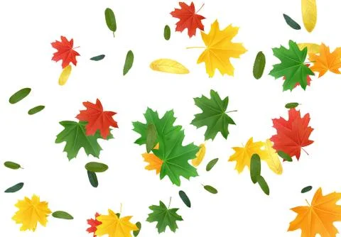 The leaves are multi-colored, maple leaf. Colorful Fall Foliage. Autumn leave Stockillustratie