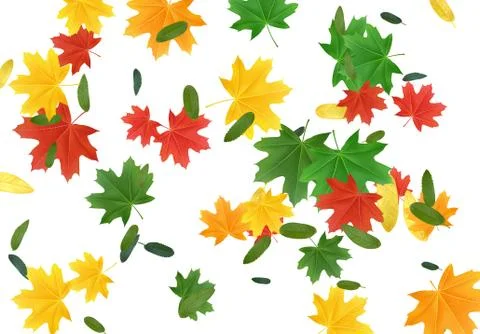 The leaves are multi-colored, maple leaf. Colorful Fall Foliage. Autumn leave イラスト素材
