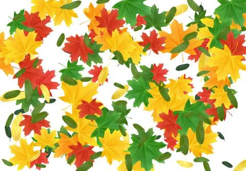 The leaves are multi-colored, maple leaf. Colorful Fall Foliage. Autumn leave イラスト素材