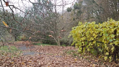 Leaves are slowly falling down in the park Stock-Footage 319857504