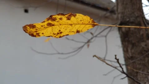 Leaves are slowly falling down in the park Stock-Footage 319857512