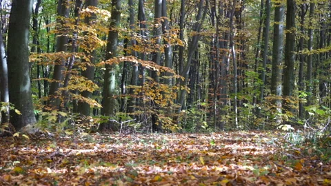 Leaves are slowly falling in the forest Stock Footage 125833409