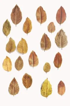 The leaves are so dry Stock Photos