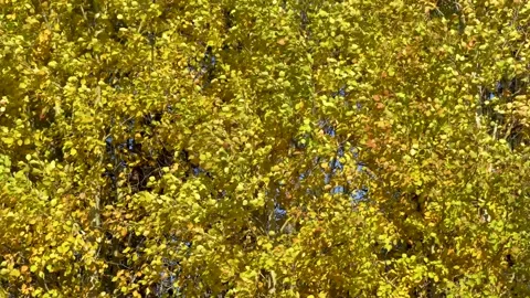The leaves are trembling on the tree. Stock Footage 194833604