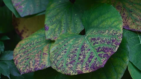 Leaves of Aristolochia macrophylla with a complex pigmentation pattern Видео 318367827