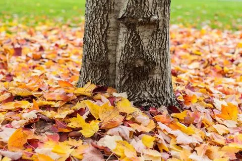 Leaves around tree Stock Photos