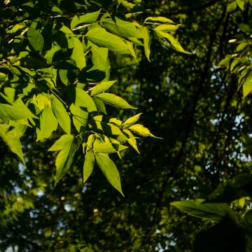 Leaves ash tree on background sky. The leaves illuminated by sun Stock Photos