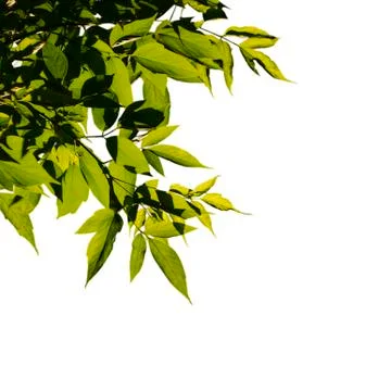 Leaves ash tree on background sky. The leaves illuminated by sun Stock Photos